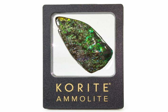 Iridescent Ammolite (Fossil Ammonite Shell) - Alberta #336270